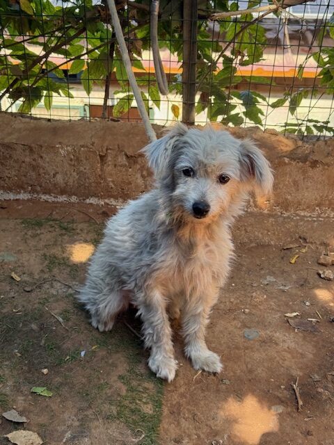 Elki (5)
