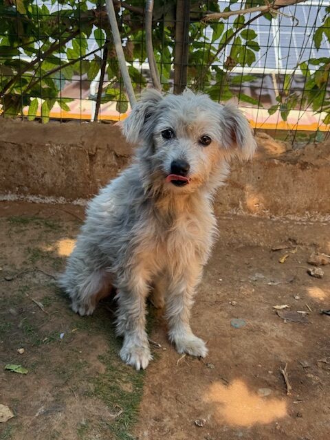 Elki (6)