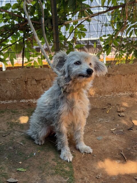 Elki (9)