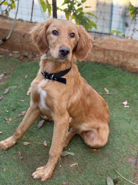 Rufio (1)
