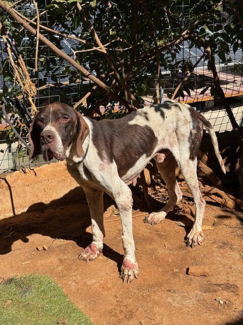 Tovis (33)