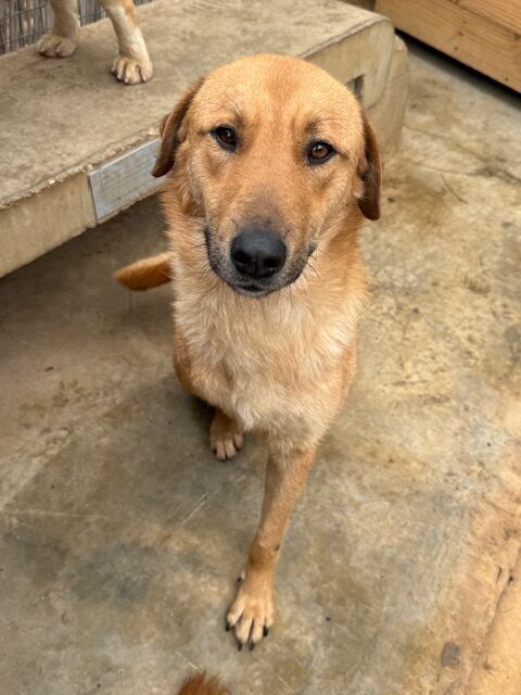 Chesney 1 (4)