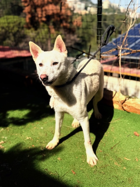 Twyla (10)
