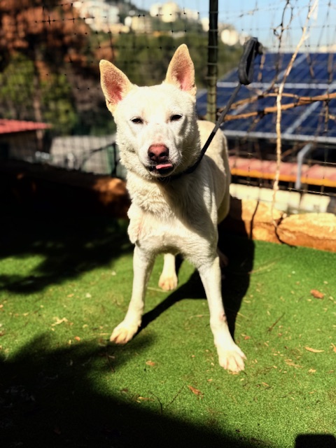 Twyla (13)