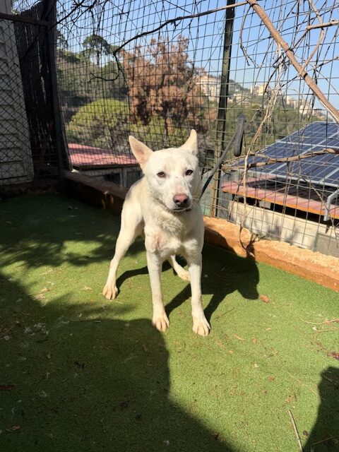 Twyla (14)