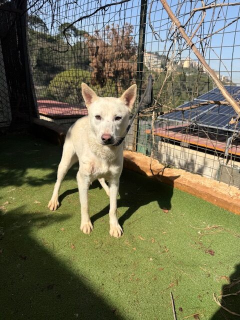 Twyla (15)