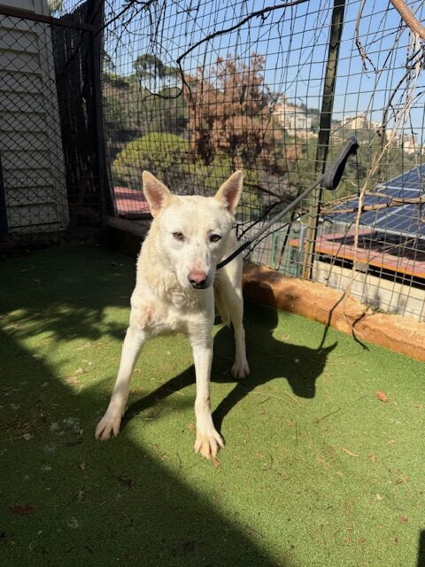Twyla (16)