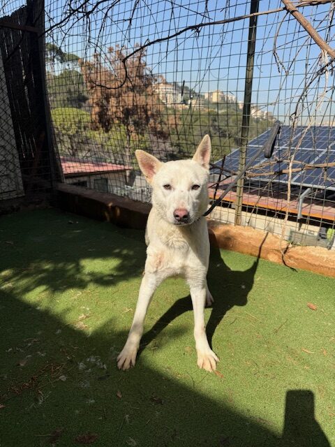 Twyla (17)