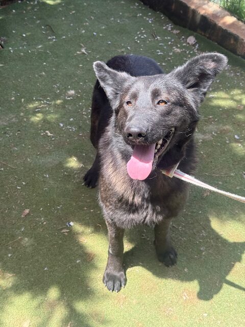 Dagny 1 (3)