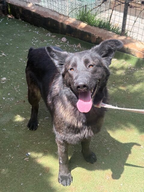 Dagny 1 (5)