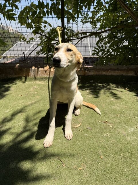Fifi (13)