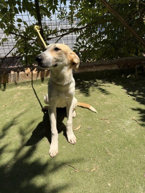 Fifi (14)