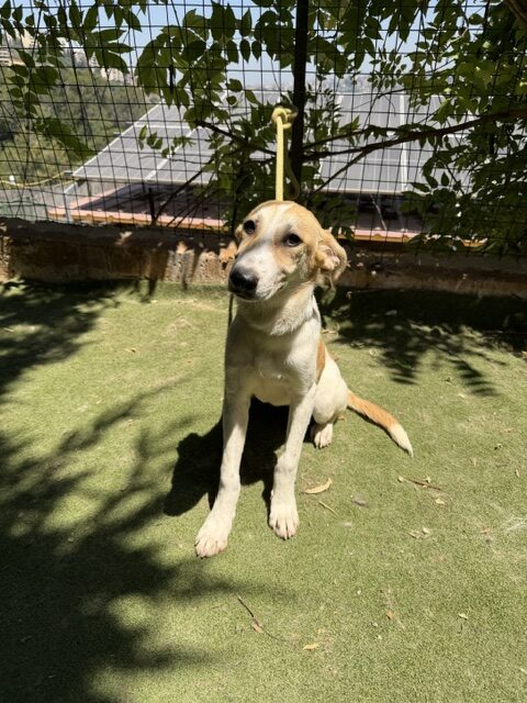 Fifi (15)
