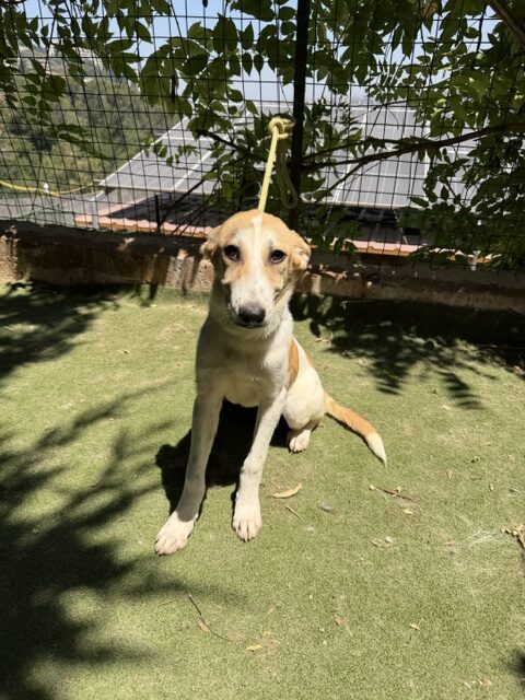 Fifi (18)