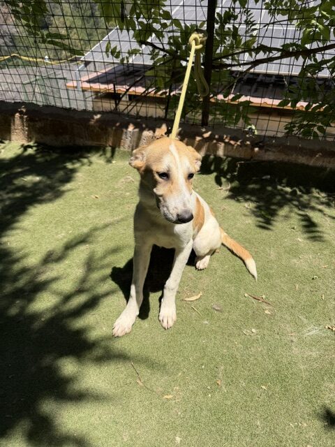 Fifi (19)