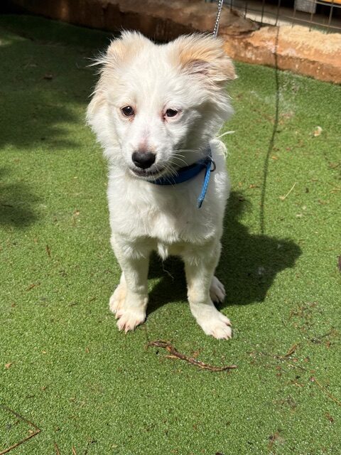 Fluffer (10)