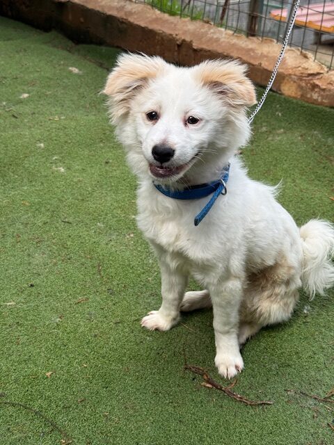 Fluffer (14)