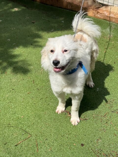 Fluffer (2)