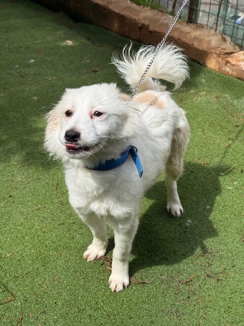 Fluffer (5)