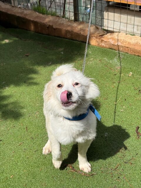 Fluffer (6)