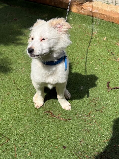 Fluffer (7)