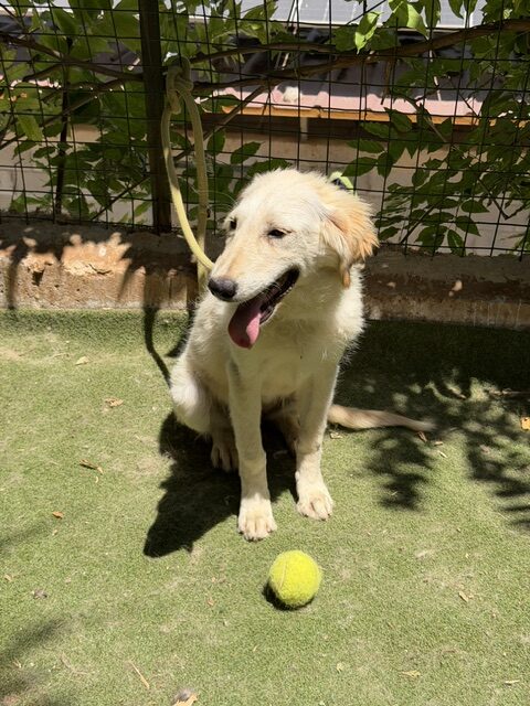 Kasha (13)