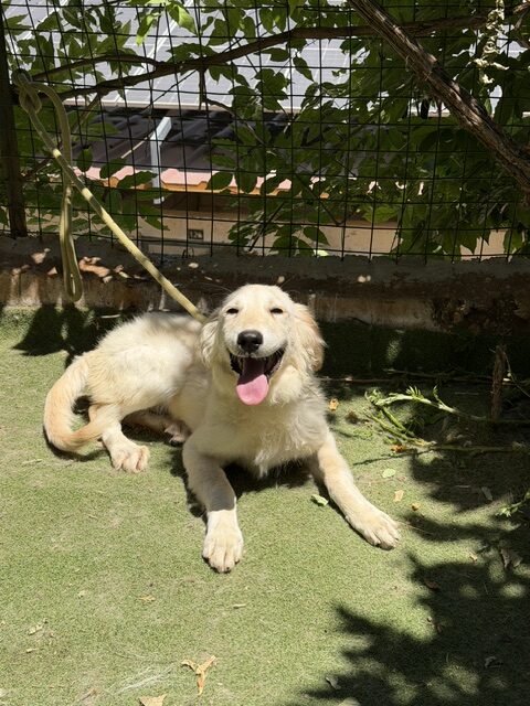 Kasha (14)