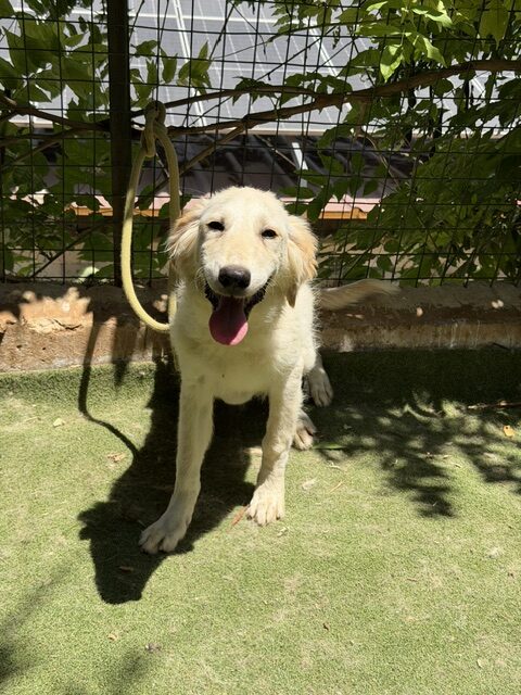 Kasha (18)