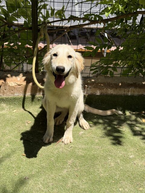 Kasha (19)