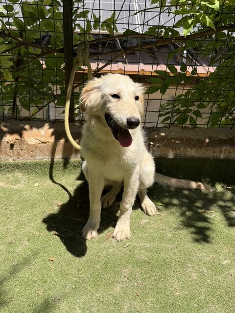 Kasha (20)