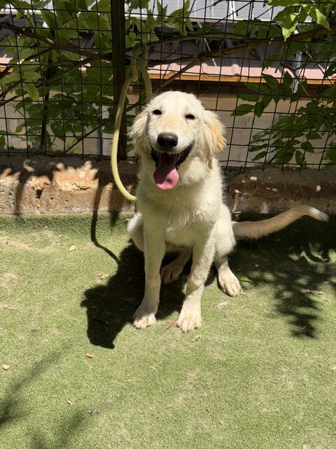 Kasha (21)