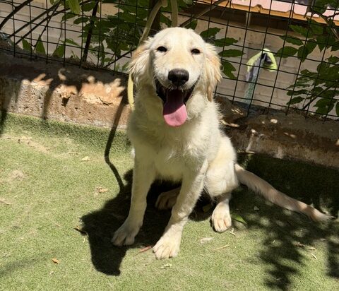 KASHA
