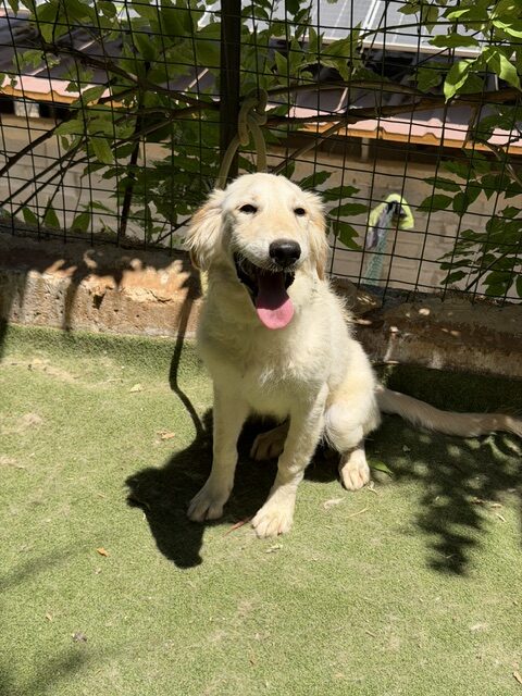 Kasha (26)