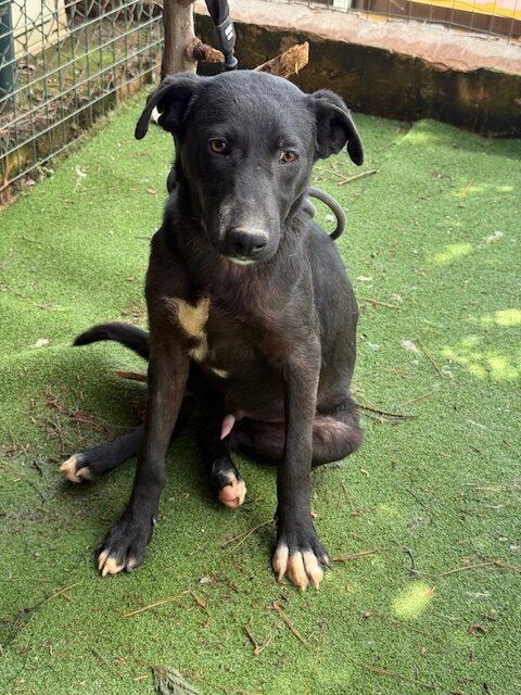 Paquito (15)