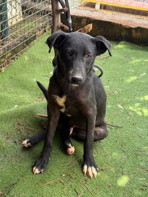 Paquito (16)