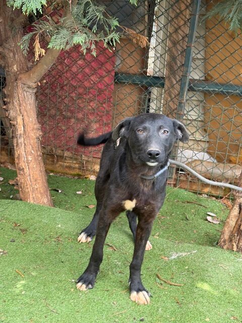 Paquito (4)