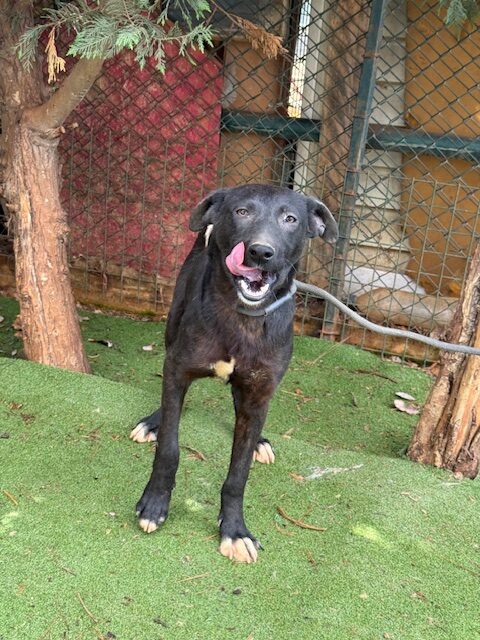Paquito (5)