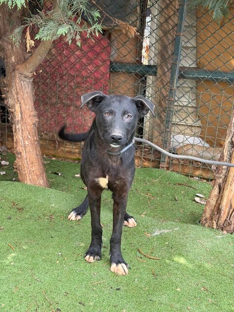 Paquito (6)
