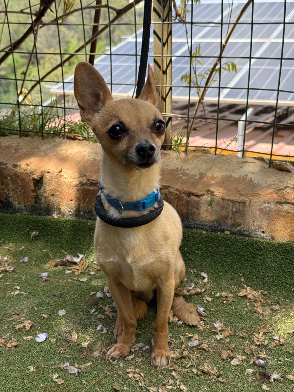 Bambi (9)