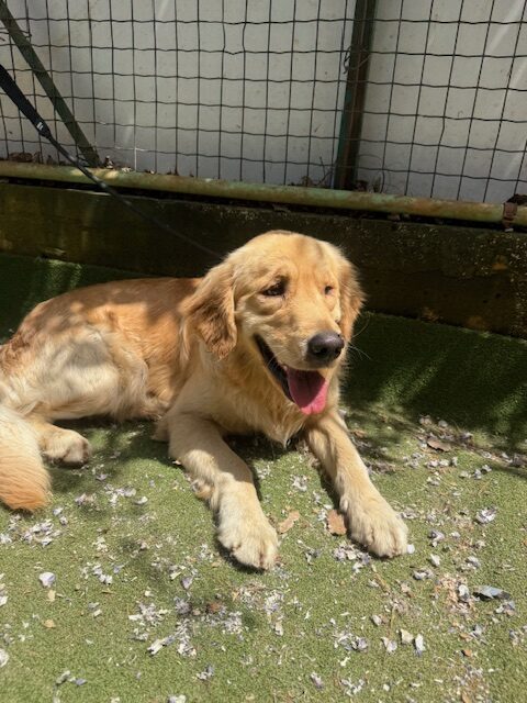 Dewey (1)