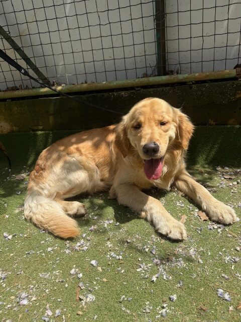 Dewey (13)