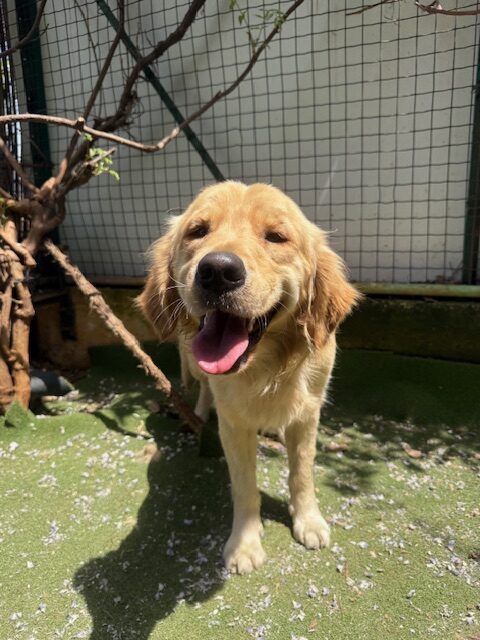 Dewey (7)
