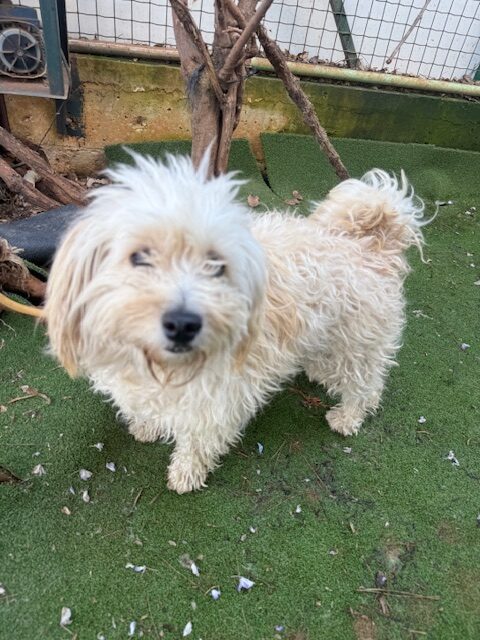 Flossie (3)