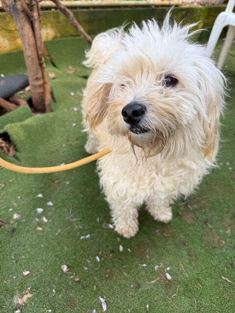Flossie (4)