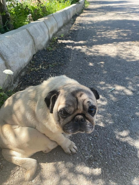 Jupi 2 (2)