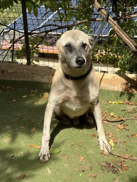 Amadeus (10)