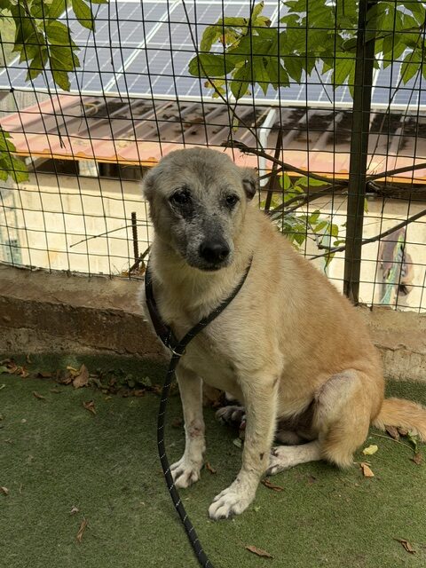 Amadeus (7)