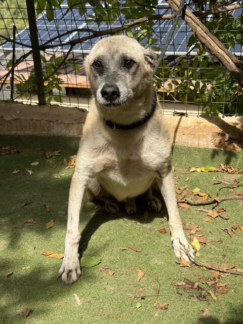Amadeus (9)