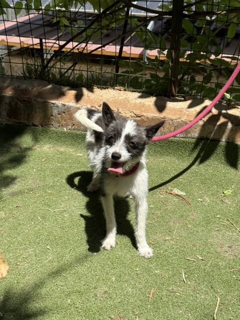 Lucky the Chi (1)