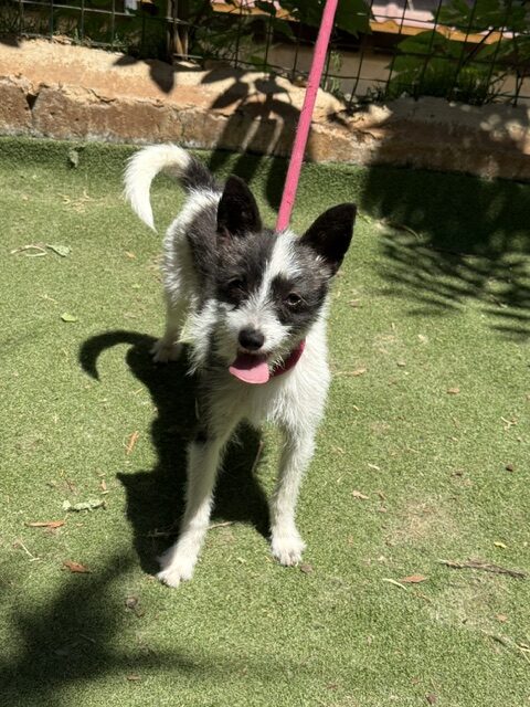 Lucky the Chi (10)